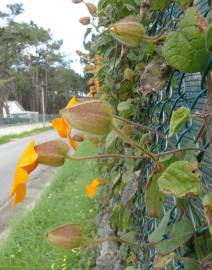 Fotografia da espécie Thunbergia gregorii