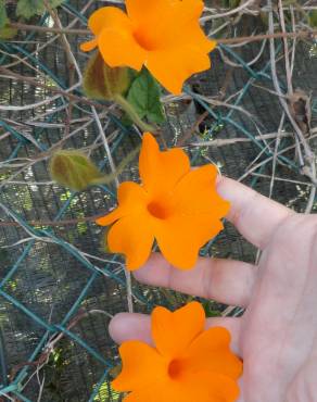 Fotografia 4 da espécie Thunbergia gregorii no Jardim Botânico UTAD