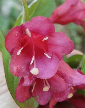 Fotografia 9 da espécie Weigela florida no Jardim Botânico UTAD