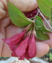 Fotografia da espécie Weigela florida