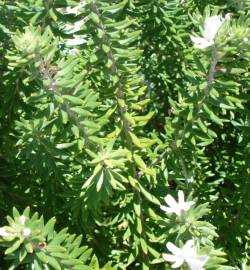 Fotografia da espécie Westringia fruticosa