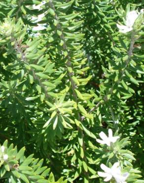 Fotografia 4 da espécie Westringia fruticosa no Jardim Botânico UTAD