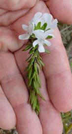 Fotografia da espécie Westringia fruticosa