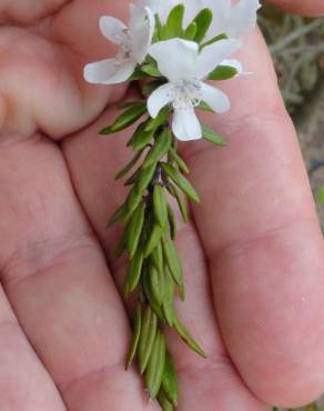 Fotografia 5 da espécie Westringia fruticosa no Jardim Botânico UTAD