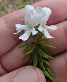 Fotografia da espécie Westringia fruticosa