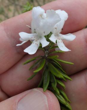 Fotografia 6 da espécie Westringia fruticosa no Jardim Botânico UTAD