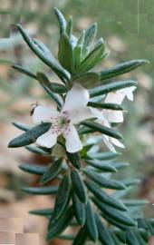 Fotografia da espécie Westringia fruticosa