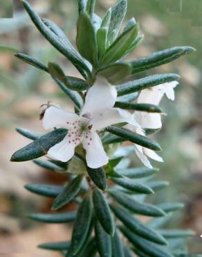 Fotografia 7 da espécie Westringia fruticosa no Jardim Botânico UTAD