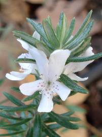 Fotografia da espécie Westringia fruticosa