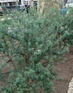 Fotografia 9 da espécie Westringia fruticosa no Jardim Botânico UTAD