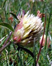 Fotografia da espécie Trifolium ochroleucon