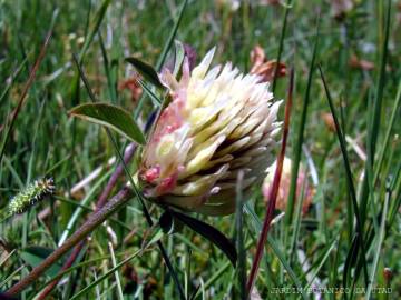 Fotografia da espécie Trifolium ochroleucon