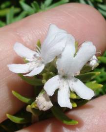 Fotografia da espécie Westringia fruticosa