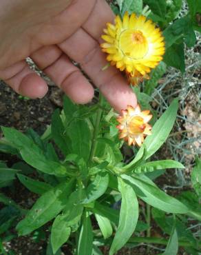 Fotografia 5 da espécie Xerochrysum bracteatum no Jardim Botânico UTAD