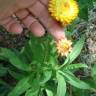 Fotografia 5 da espécie Xerochrysum bracteatum do Jardim Botânico UTAD