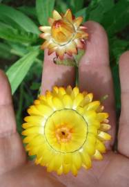 Fotografia da espécie Xerochrysum bracteatum