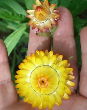 Fotografia 6 da espécie Xerochrysum bracteatum no Jardim Botânico UTAD