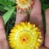 Fotografia 6 da espécie Xerochrysum bracteatum do Jardim Botânico UTAD