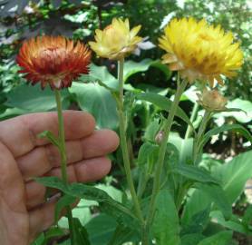 Fotografia da espécie Xerochrysum bracteatum