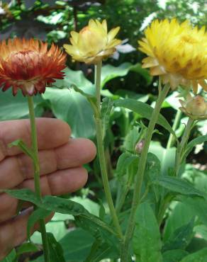 Fotografia 7 da espécie Xerochrysum bracteatum no Jardim Botânico UTAD