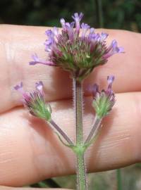 Fotografia da espécie Verbena bonariensis