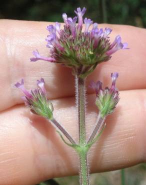 Fotografia 7 da espécie Verbena bonariensis no Jardim Botânico UTAD