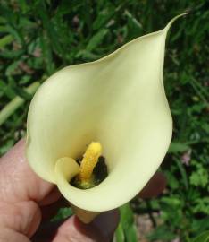 Fotografia da espécie Zantedeschia albomaculata