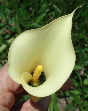 Fotografia 3 da espécie Zantedeschia albomaculata no Jardim Botânico UTAD