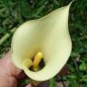 Fotografia 3 da espécie Zantedeschia albomaculata do Jardim Botânico UTAD