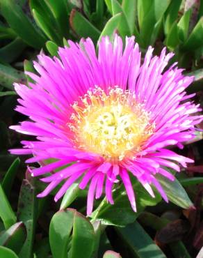 Fotografia 3 da espécie Carpobrotus edulis no Jardim Botânico UTAD