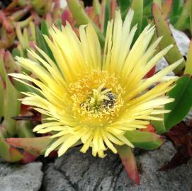 Fotografia da espécie Carpobrotus edulis