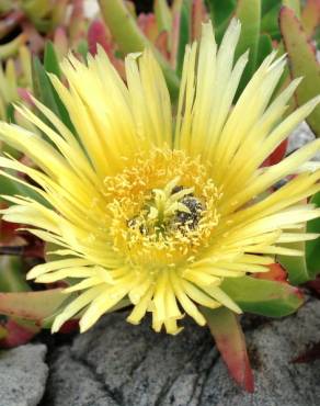 Fotografia 1 da espécie Carpobrotus edulis no Jardim Botânico UTAD