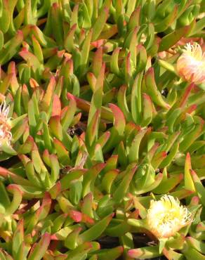 Fotografia 4 da espécie Carpobrotus edulis no Jardim Botânico UTAD