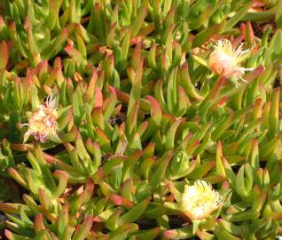 Fotografia da espécie Carpobrotus edulis