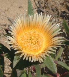 Fotografia da espécie Carpobrotus edulis