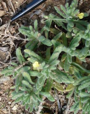 Fotografia 4 da espécie Ajuga iva var. iva no Jardim Botânico UTAD