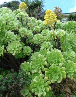 Fotografia 7 da espécie Aeonium arboreum no Jardim Botânico UTAD