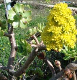 Fotografia da espécie Aeonium arboreum