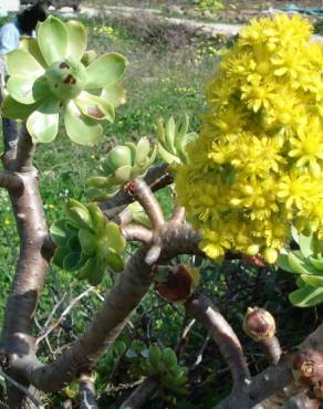 Fotografia 8 da espécie Aeonium arboreum no Jardim Botânico UTAD