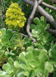 Fotografia da espécie Aeonium arboreum