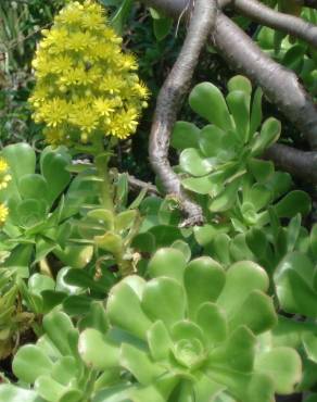 Fotografia 9 da espécie Aeonium arboreum no Jardim Botânico UTAD