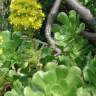 Fotografia 9 da espécie Aeonium arboreum do Jardim Botânico UTAD