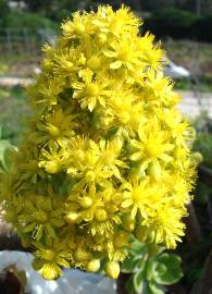 Fotografia da espécie Aeonium arboreum