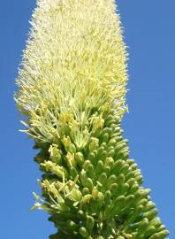 Fotografia da espécie Agave attenuata