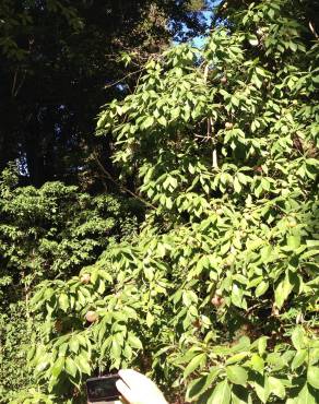 Fotografia 6 da espécie Cornus capitata no Jardim Botânico UTAD