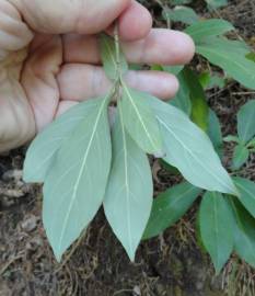 Fotografia da espécie Cornus capitata