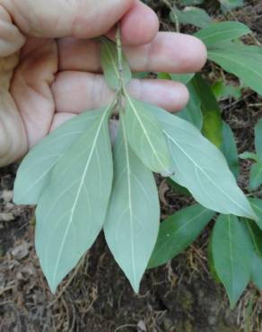 Fotografia 9 da espécie Cornus capitata no Jardim Botânico UTAD