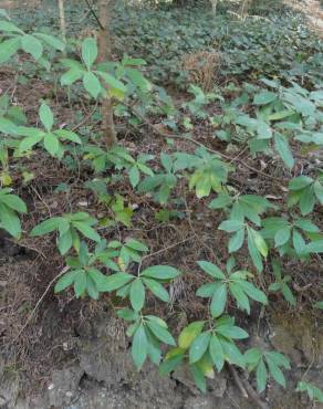 Fotografia 10 da espécie Cornus capitata no Jardim Botânico UTAD