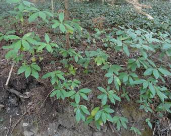 Fotografia da espécie Cornus capitata