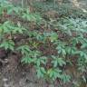Fotografia 10 da espécie Cornus capitata do Jardim Botânico UTAD